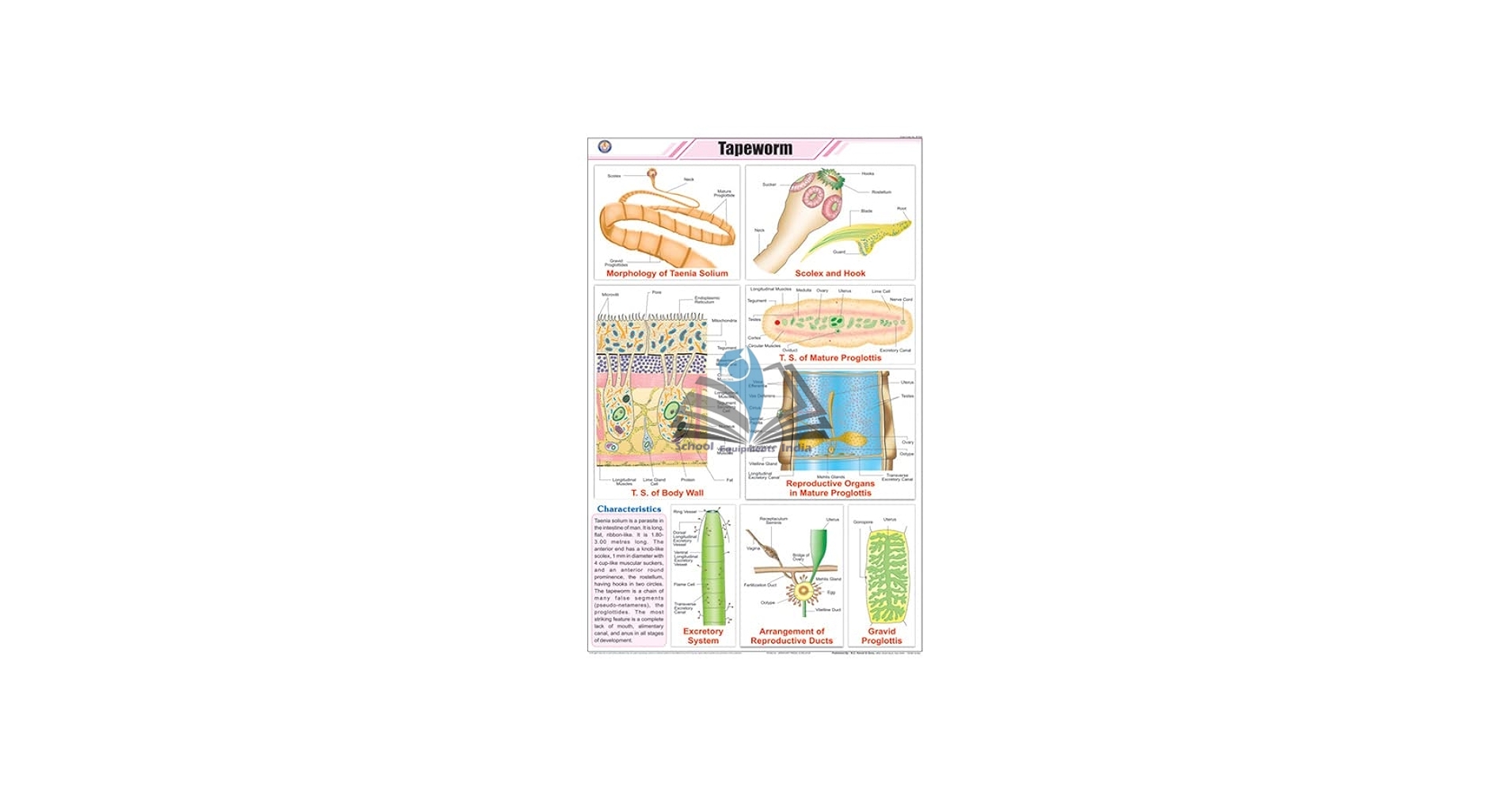Tapeworm Chart